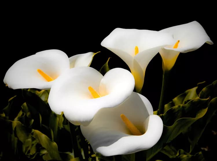 First Aid for Calla Lily Poisoning