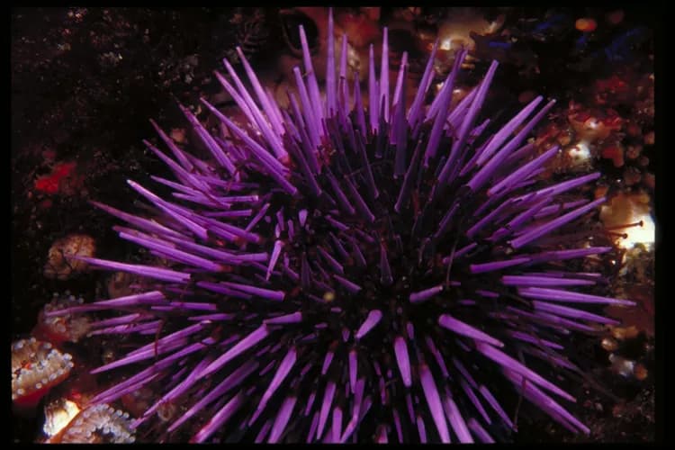 Sea Urchin Sting