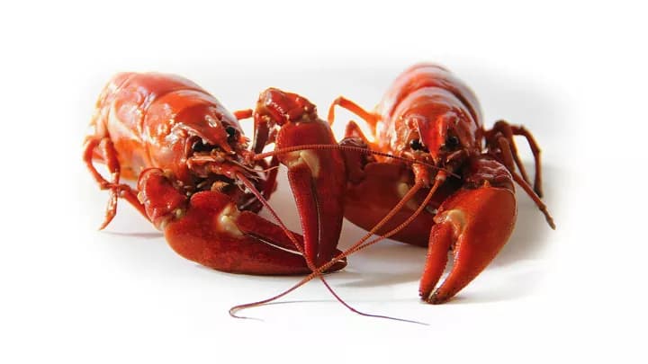 Facts about Seafood Allergy