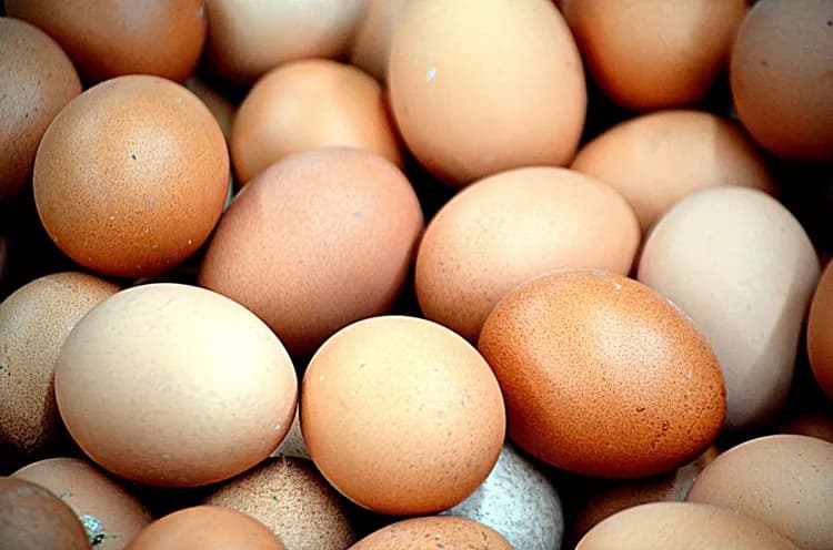 The Truth About Egg Nutrition