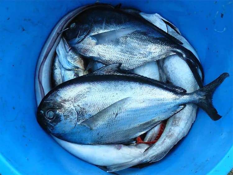 Fish Consumption During Pregnancy Supported By Research