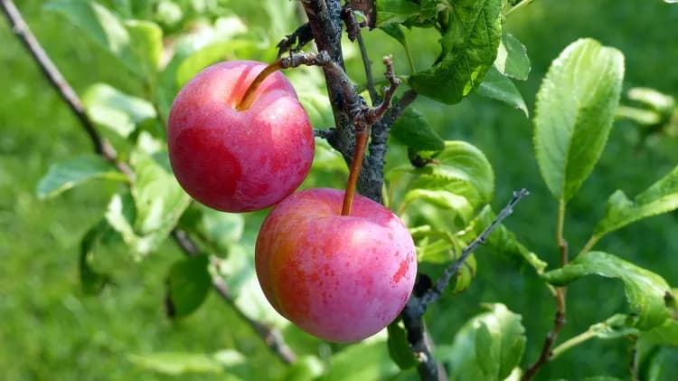 7 Reasons Why You Need To Eat Plums