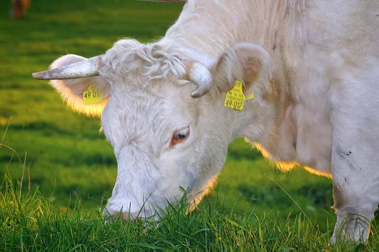 Is Grass-Fed Beef Healthier For You?
