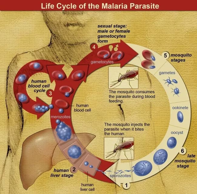 Facts about Malaria