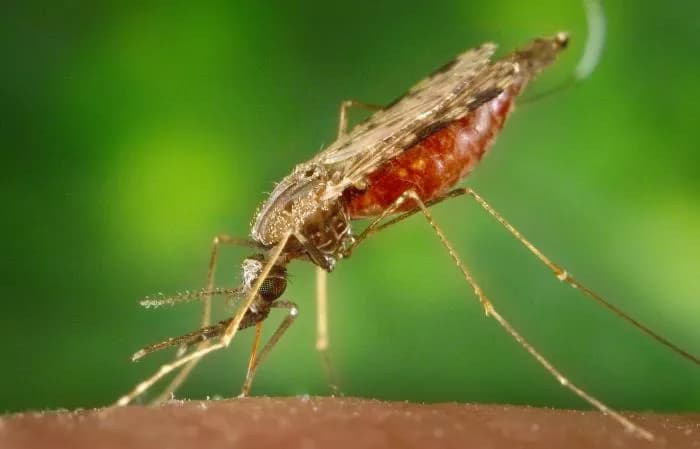 New Strategy For Vaccinating Pregnant Mothers Against Malaria Holds Promise For Protecting Infants