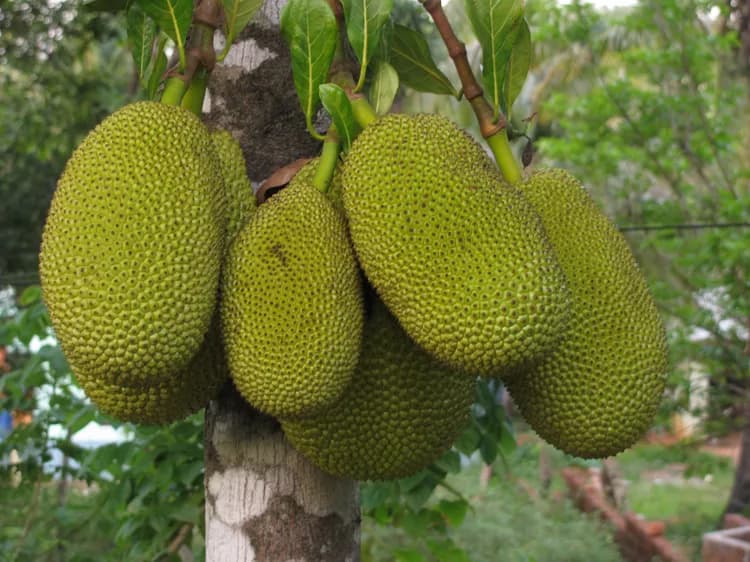 7 Surprising Health Facts About Jackfruit