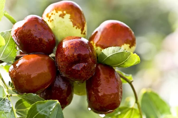 7 Reasons Why Dates May Be A Nutritious Sweet
