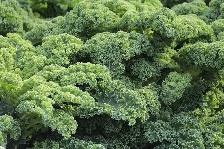 What is NOT a health benefit of Kale?