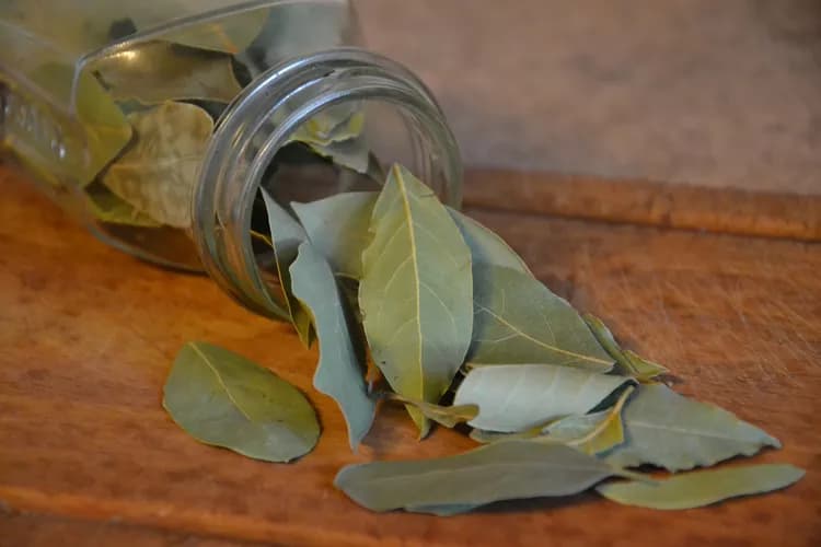 What Are The Health Benefits Of Bay Leaf?