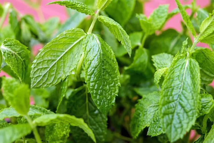 What Are The Health Benefits Of Peppermint?