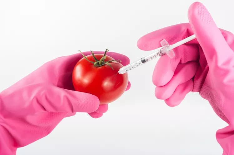 Are Genetically Modified Foods Safe?