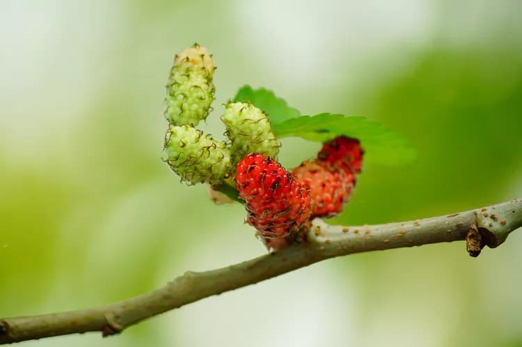7 Health Benefits Of Mulberries