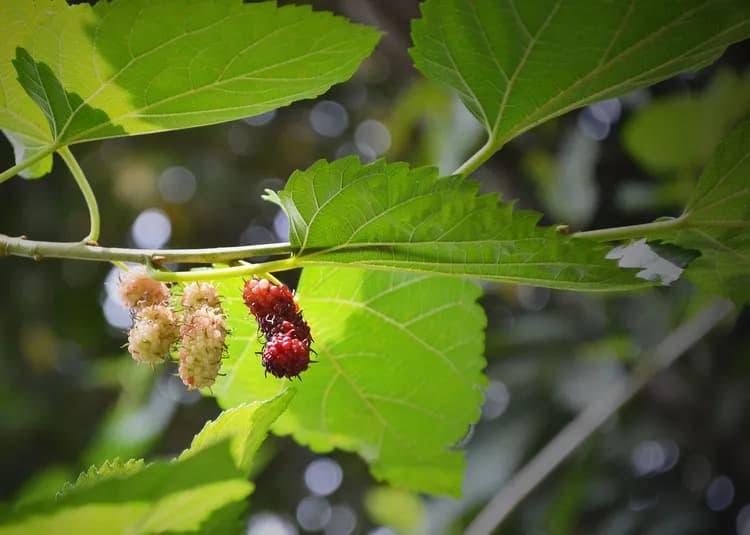 Mulberry Extract Activates Brown Fat, Shows Promise As Obesity Treatment