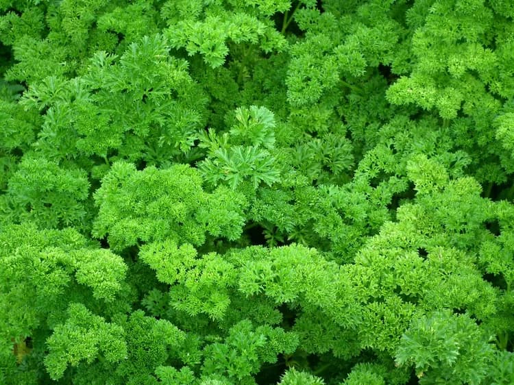 What Are The Health Benefits Of Parsley?