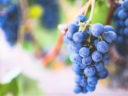 7 Majestic Powers Of Grapes