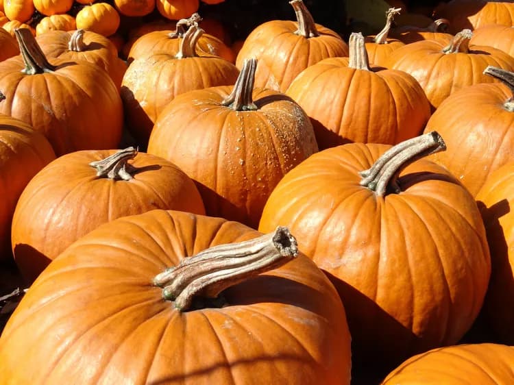 7 Health Benefits Of Pumpkins