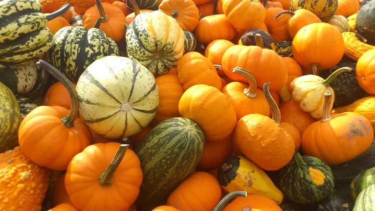 7 Reasons Why Pumpkins Needs To Be Added To The Diet