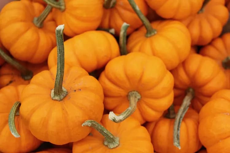 What Are The Health Benefits Of Pumpkin?