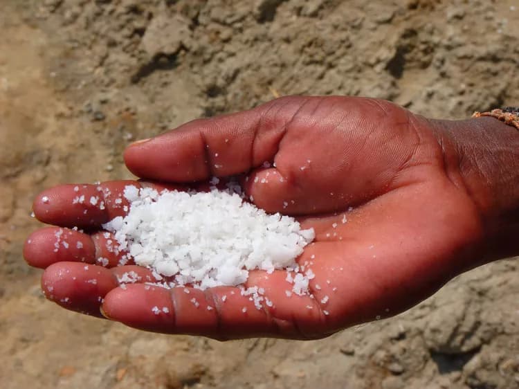 Mold Contamination In Sea Salts Could Potentially Spoil Food