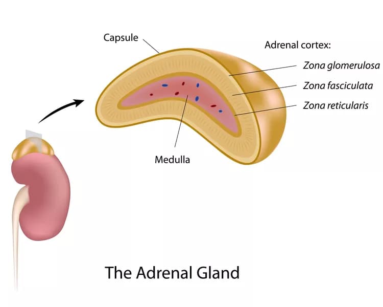Adrenal Gland Removal
