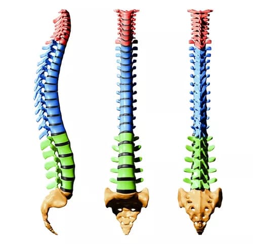 Spinal Cords Could Learn Movement on Their Own, Study Finds
