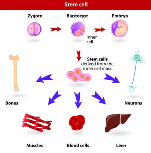 Facts about Acquired Aplastic Anemia