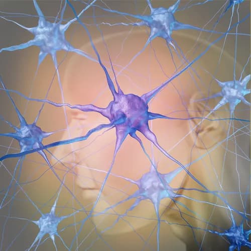 Breakthrough Study Links The Immune System With The Brain
