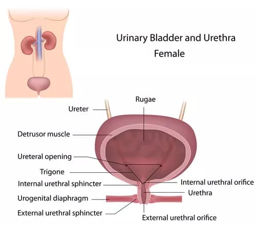 Facts about Urinary Incontinence in Women