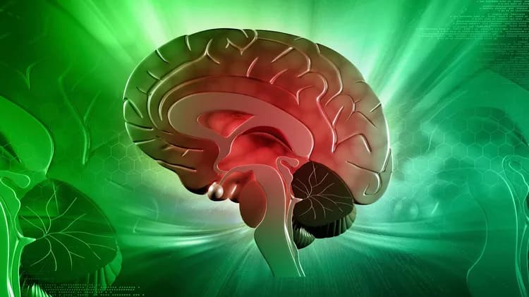 The human brain consumes how much of the total oxygen in the body?
