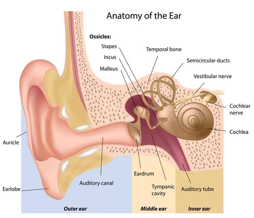 Facts about Age-Related Hearing Loss
