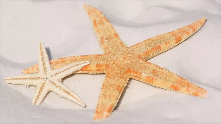 Are Starfish poisonous to humans?