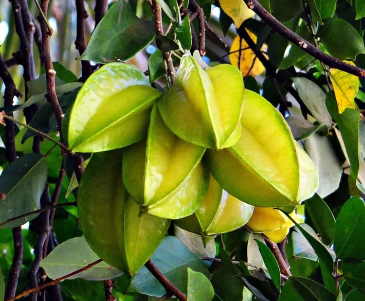 7 Health Benefits Of Starfruit