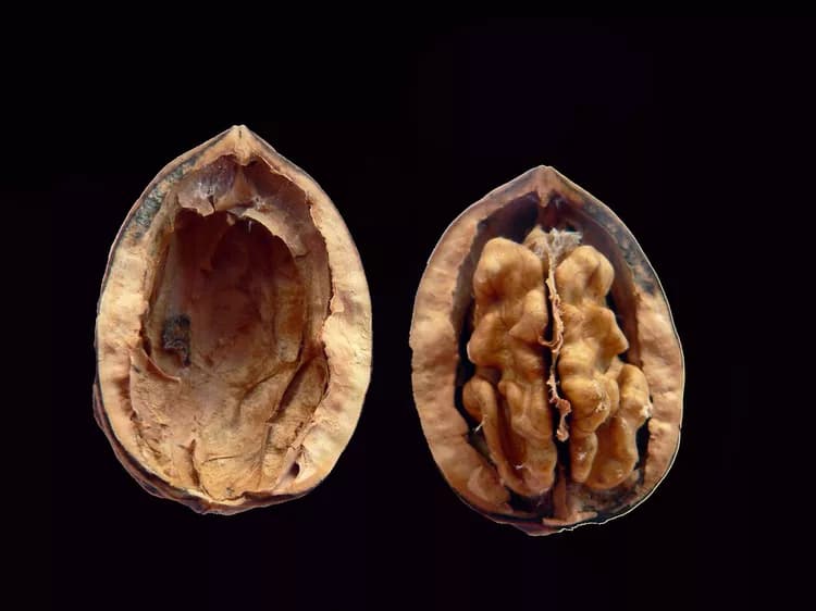 Walnuts May Improve Your Colon Health