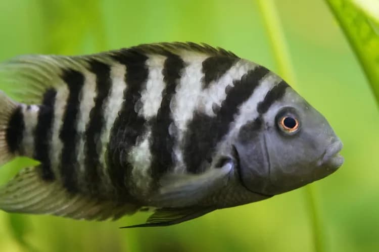 Genetic Atlas For Zebrafish 'Breakthrough' For Biomedical Research